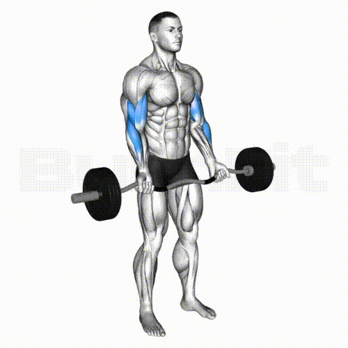 Barbell Curl