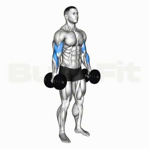 Dumbbell Hammer Curl
