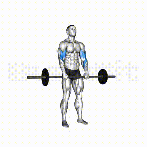 Reverse BB Curl